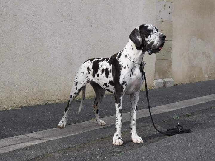 Nanastasia De Mandilou