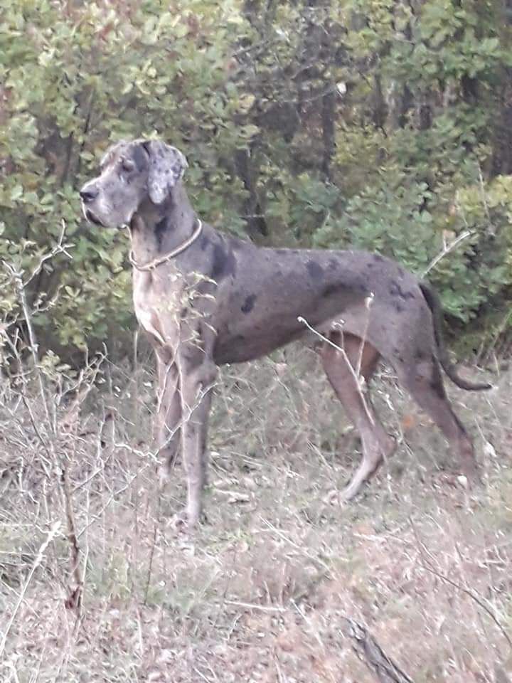 Nox De Mandilou