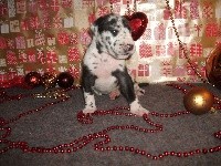Romie